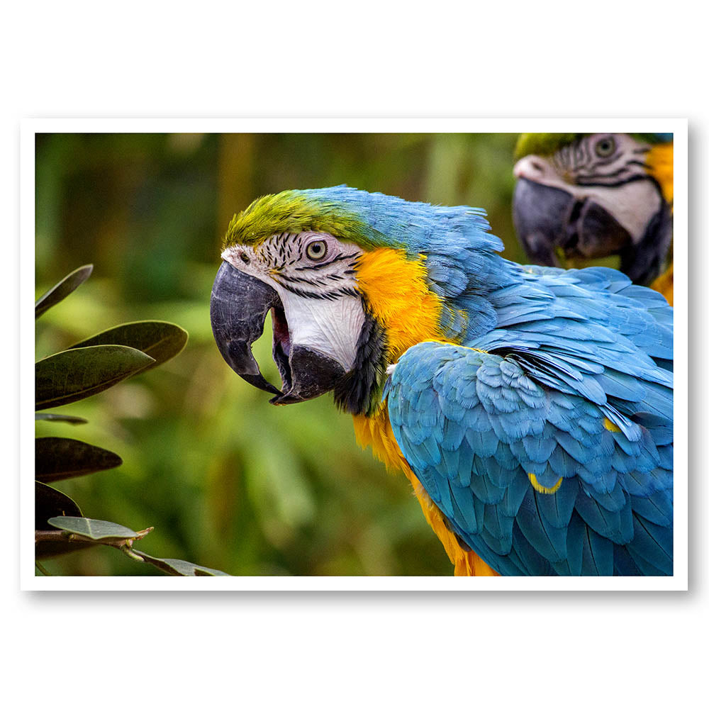 King Parrot Portrait