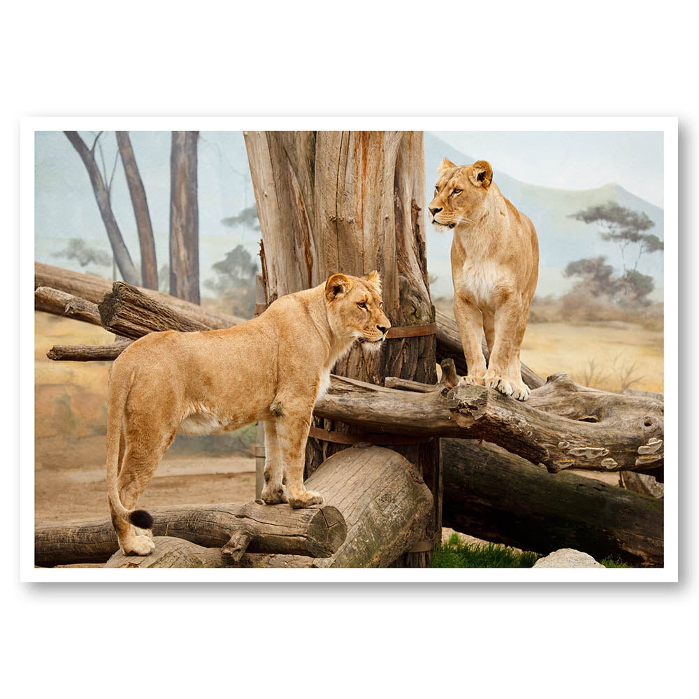 Lookout Lions