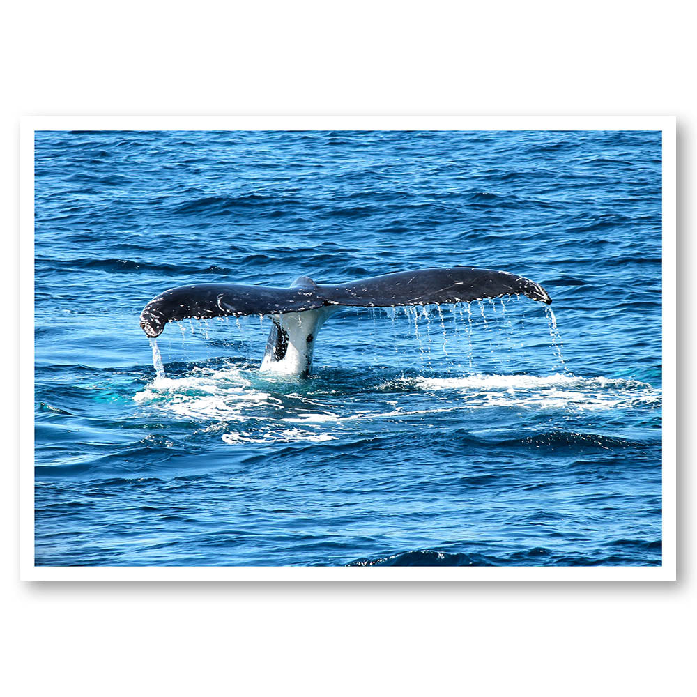 Whale Tale Journey