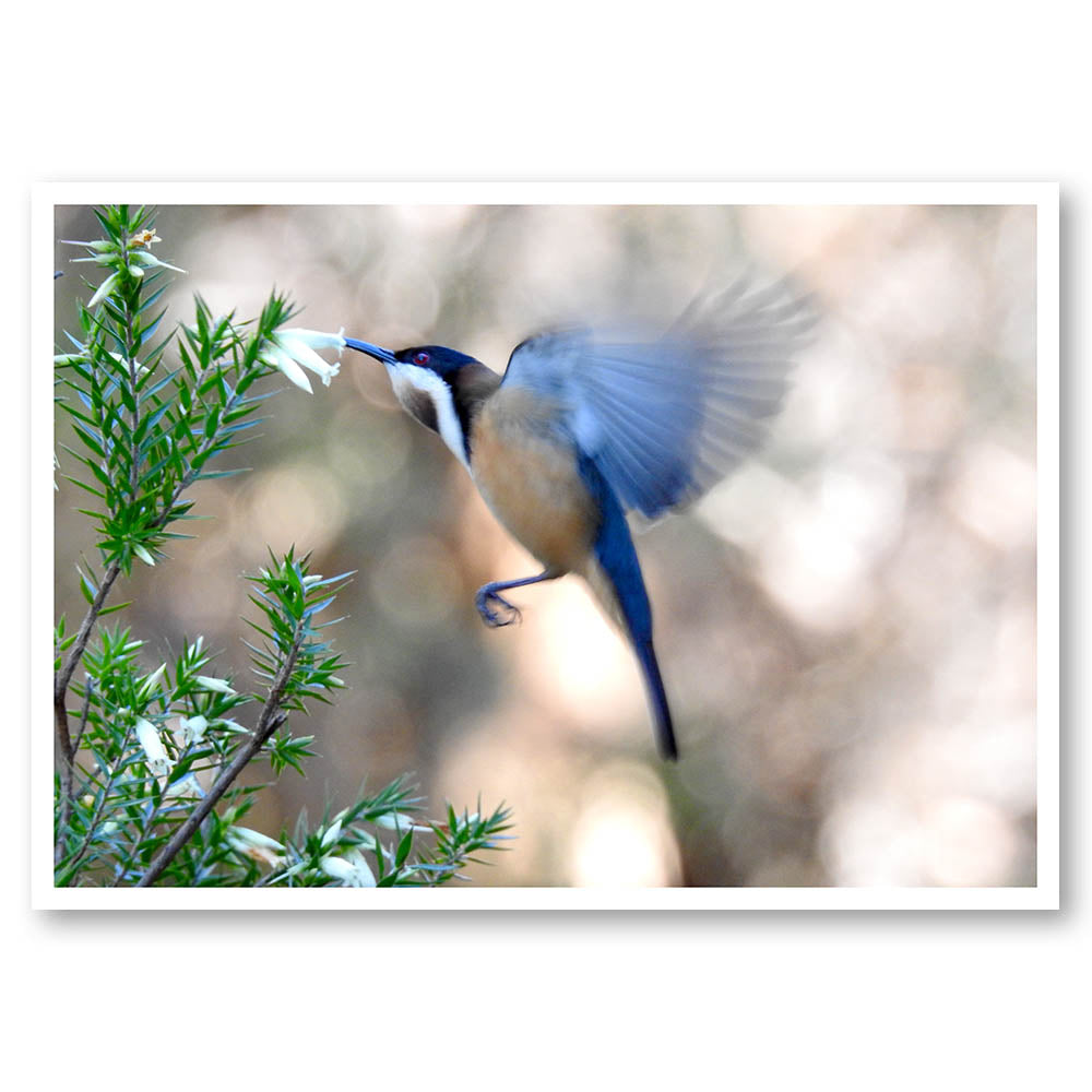 Nectar Bird