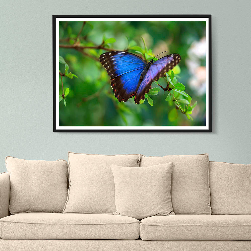 Glorious Butterfly