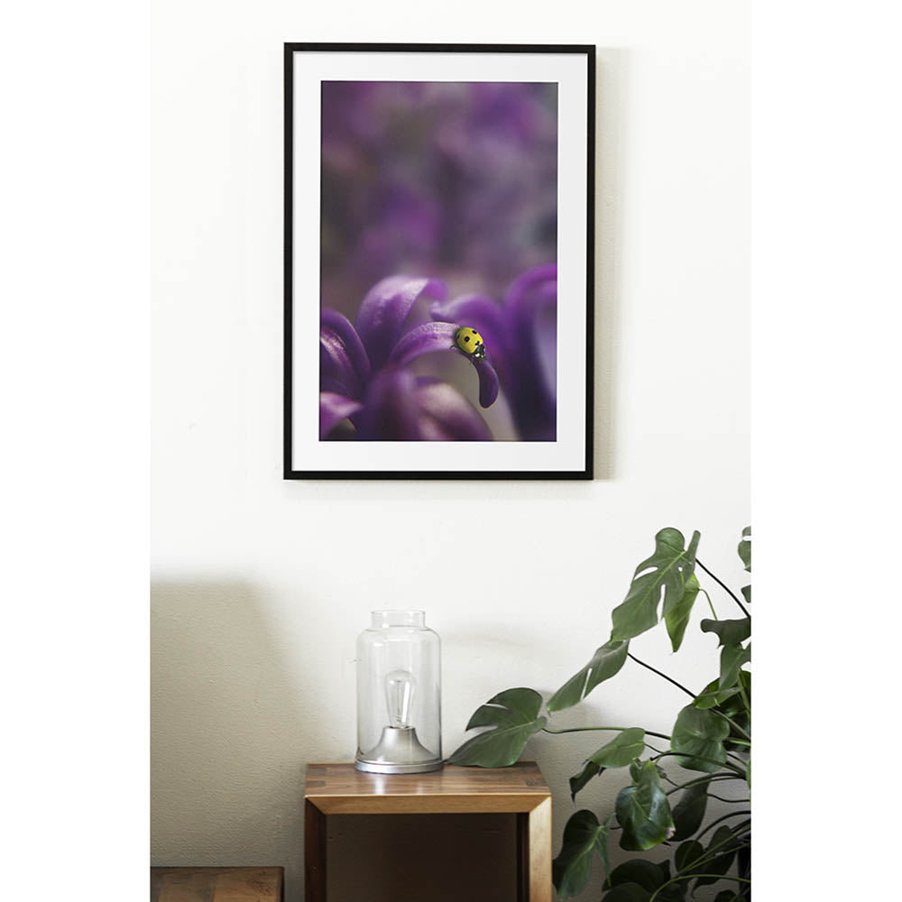 Ladybird in Purple