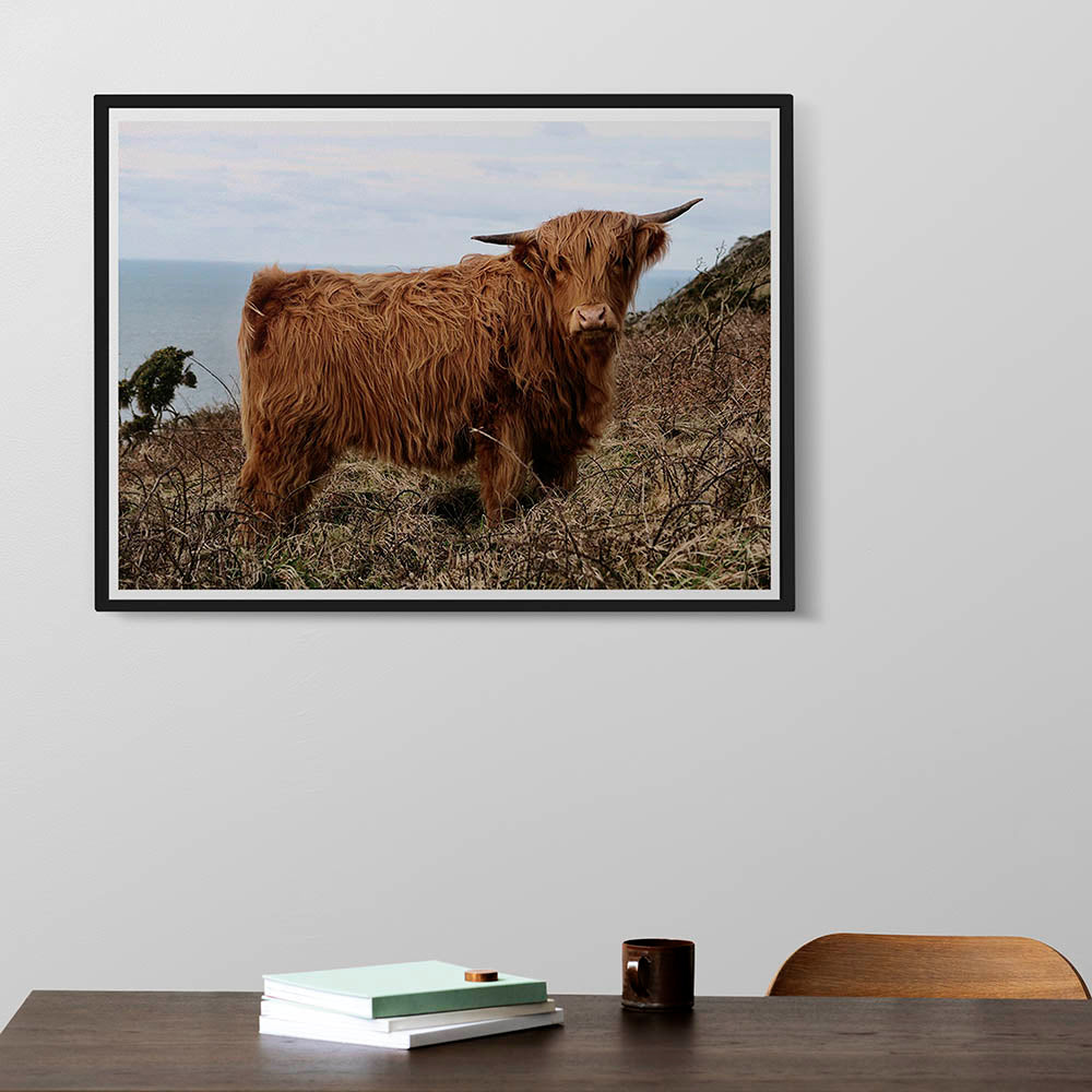 Highland Cow