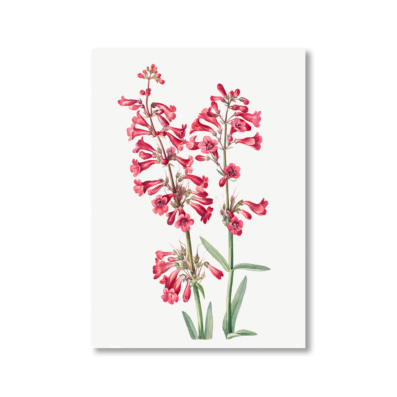 Parrys Penstemon Penstemon Parryi by Mary Vaux Walcott