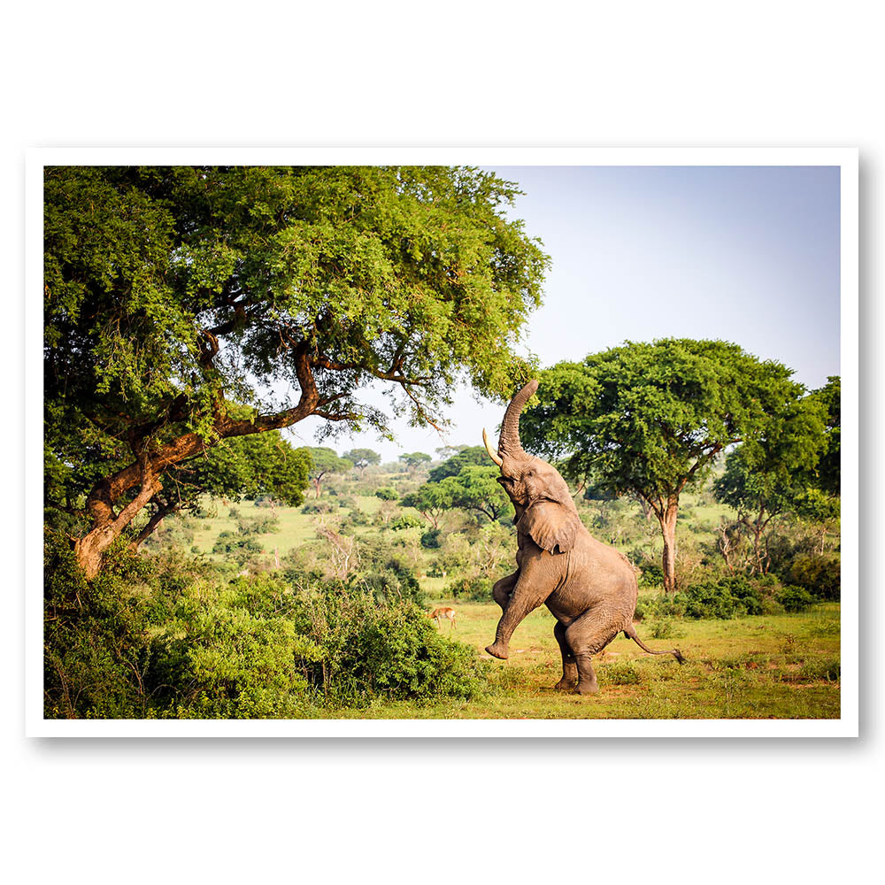 Stretching Elephant