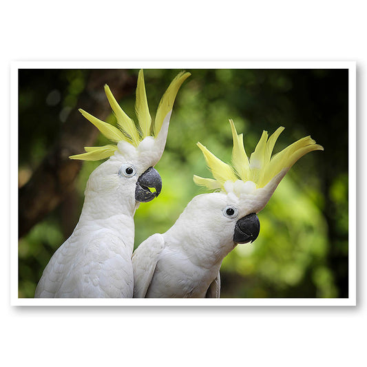 Chatty Cockatoos