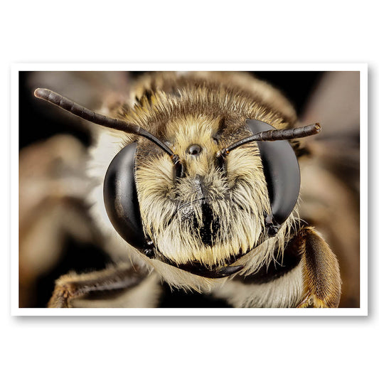 Close up Bee