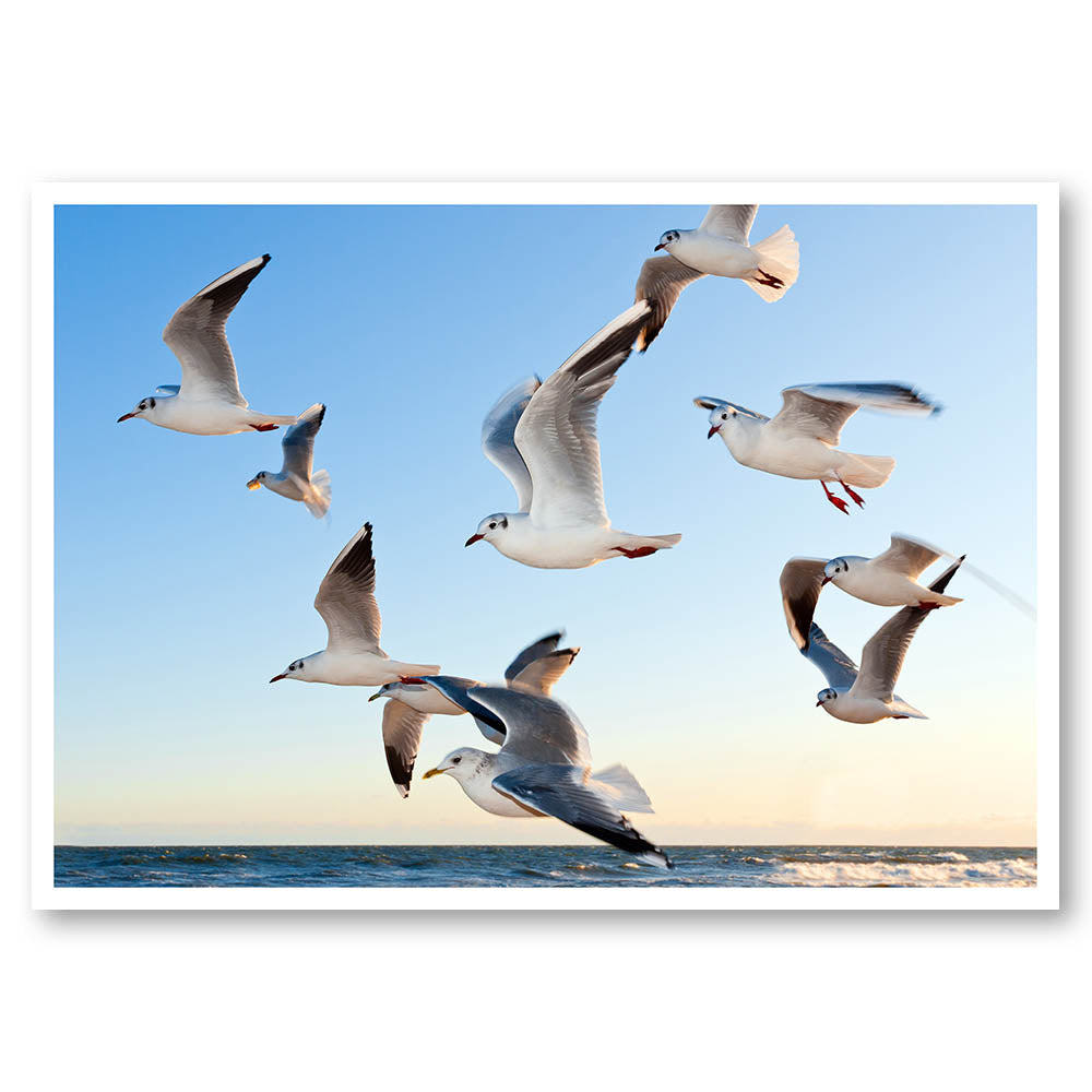 Flying Seagulls