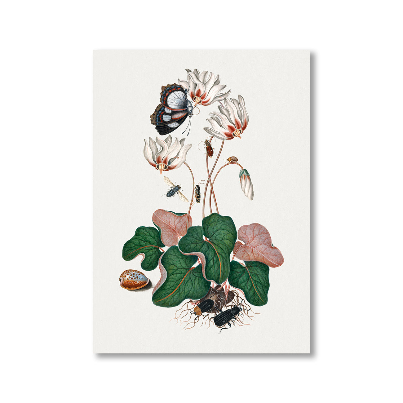 Cyclamen
