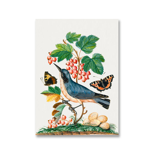 Subalpine warbler and eggs strawberry Red Admiral