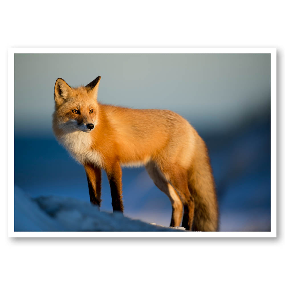 Snow Fox Poster Print