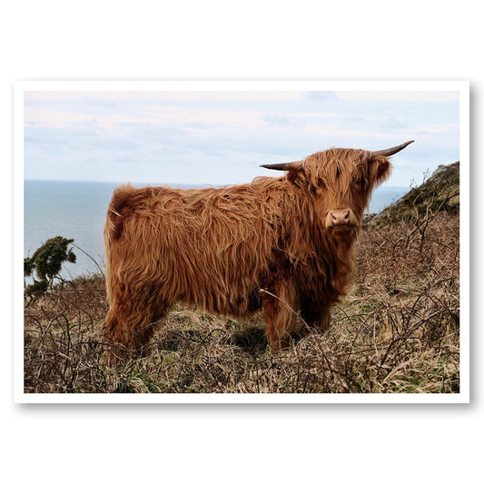 Highland Cow