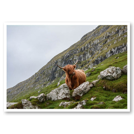 Highland Cow