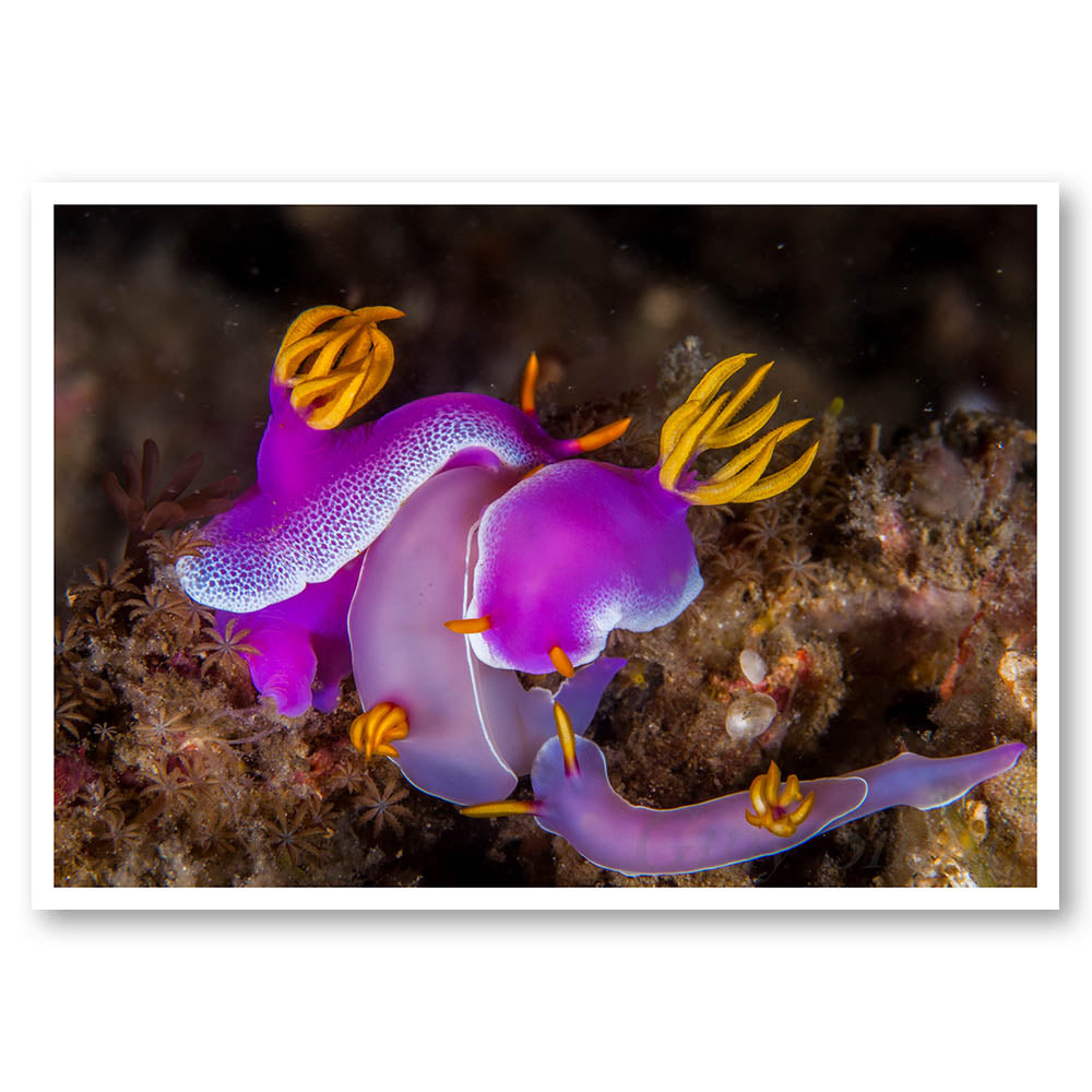 Neon Sea Slugs – Print Shed