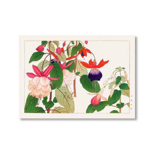 Fuchsia Flower by Tanigami Konan